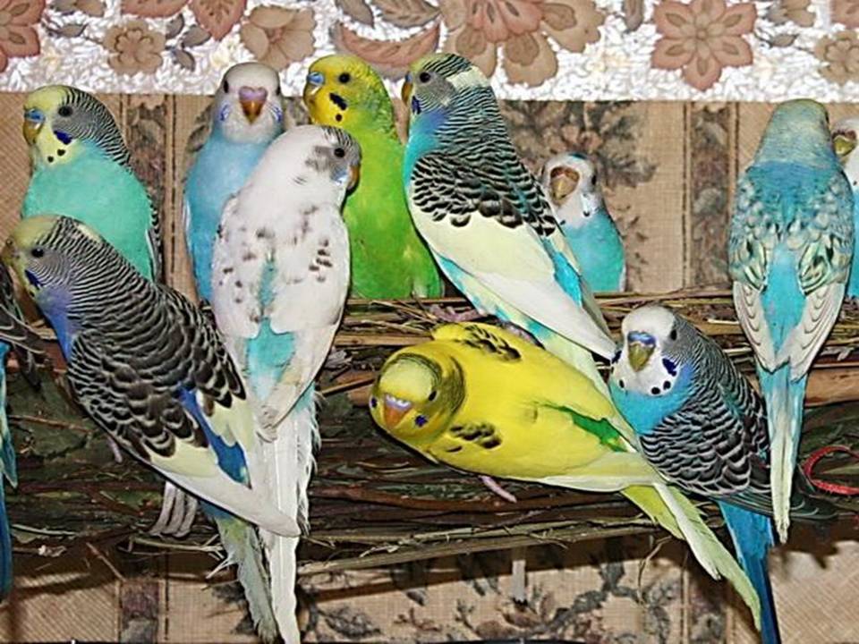 Разновидности волнистых попугайчиков: общая информация