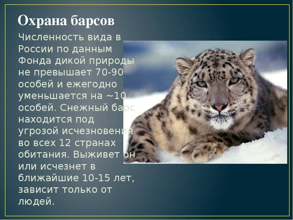 Редкие животные из красной книги. снежный барс - хвастунишка
 - 11 декабря
 - 43829479066 - медиаплатформа миртесен