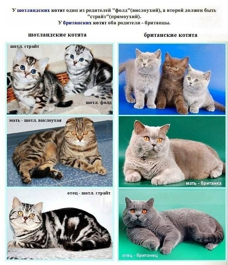 Вязка шотландских вислоухих кошек и котов: правила и советы