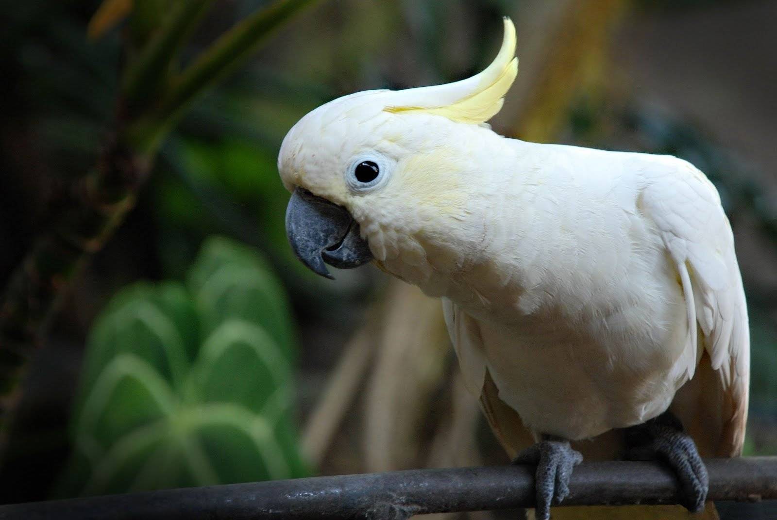 Попугай какаду: где живет, виды, как выглядит, размеры