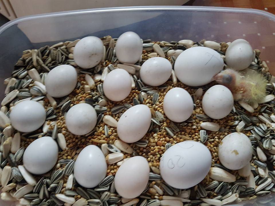 Какое количество и  сколько высиживают яйца волнистые попугаи