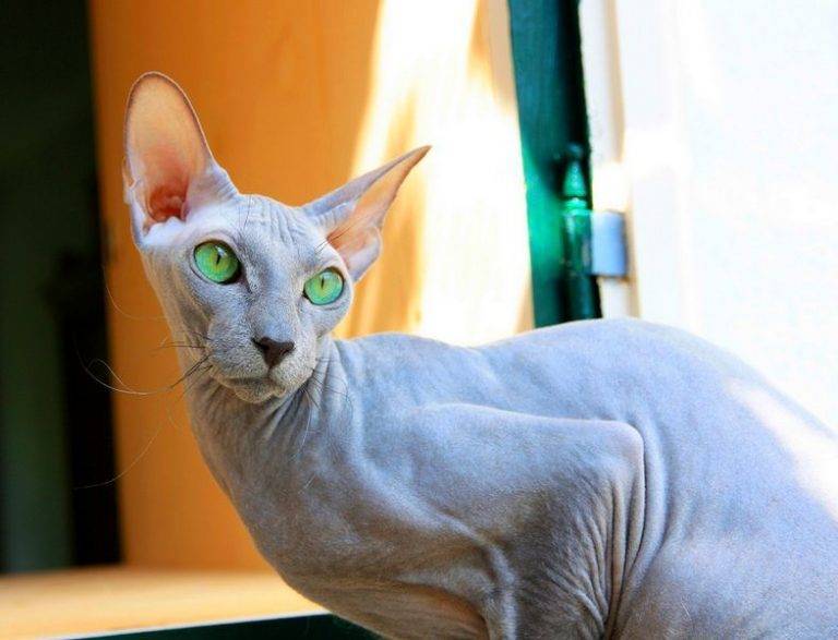 Кошка петерболд: описание породы петербургский сфинкс