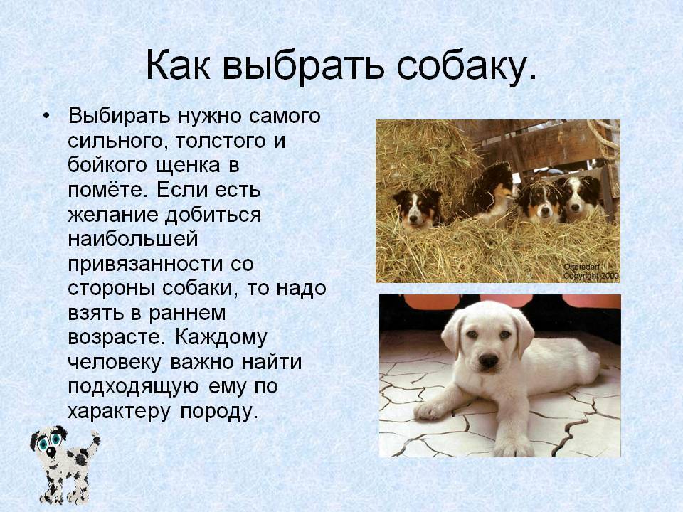 Топ-35 лучших пород собак для детей с фото | dogkind.ru