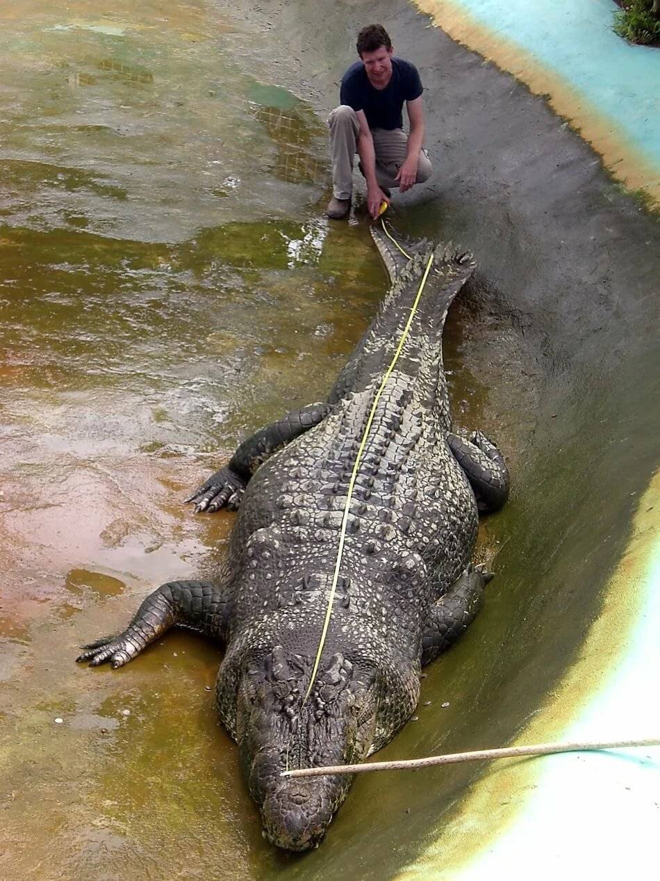 Топ 10: самые большие крокодилы в мире - названия, фото и описание — природа мира