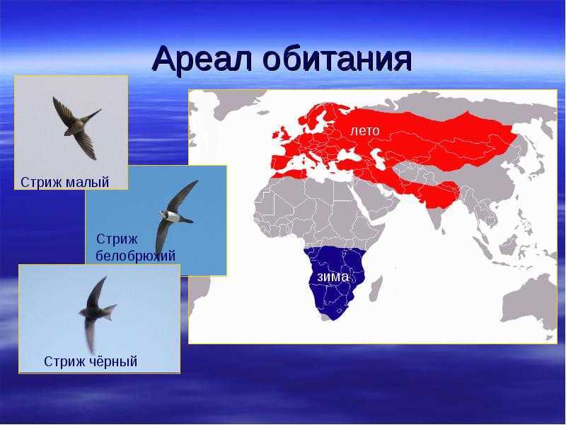 ᐉ черный стриж, чем питаются пернатые и когда прилетают, как выглядят птицы на фото - zoovet24.ru