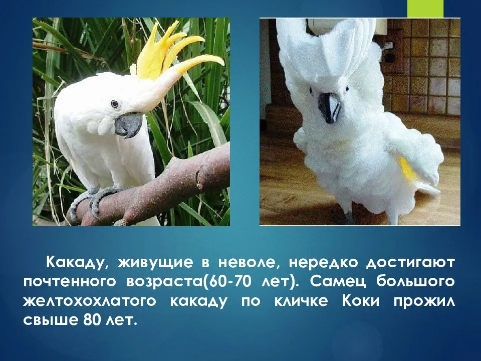 Попугаи какаду: отзывы, фото. сколько живут какаду? :: syl.ru