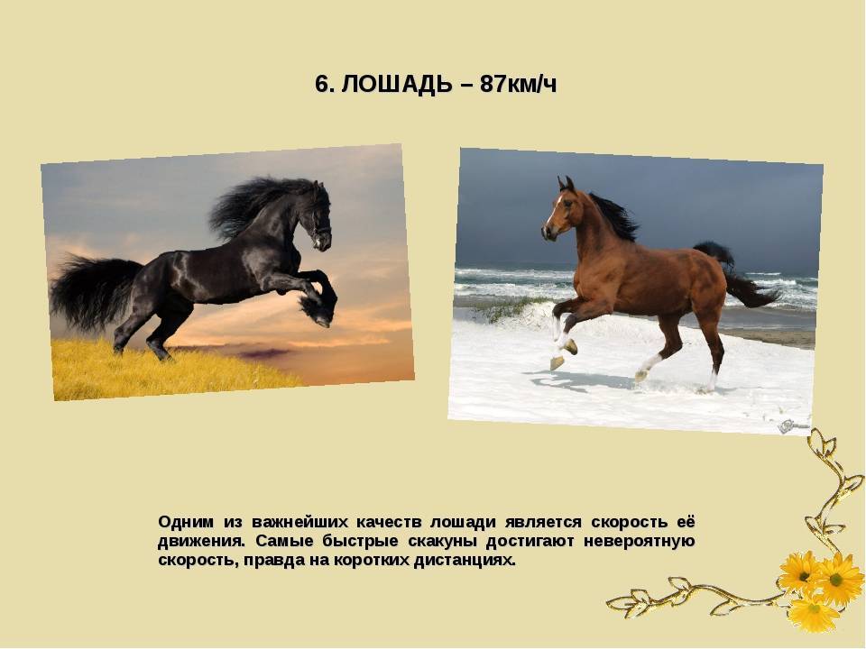 Скорость лошади: какой самый медленный темп движения с наездником и максимальная или средняя скорость галопом в километрах в час