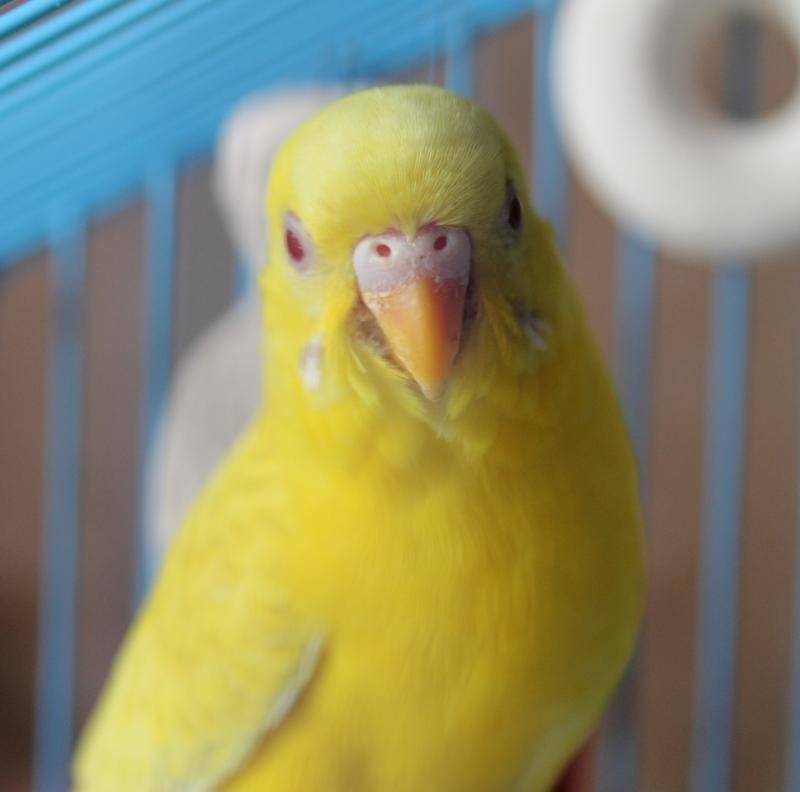 Корелла лютино: жёлтый попугай с хохолком и красными щёчками