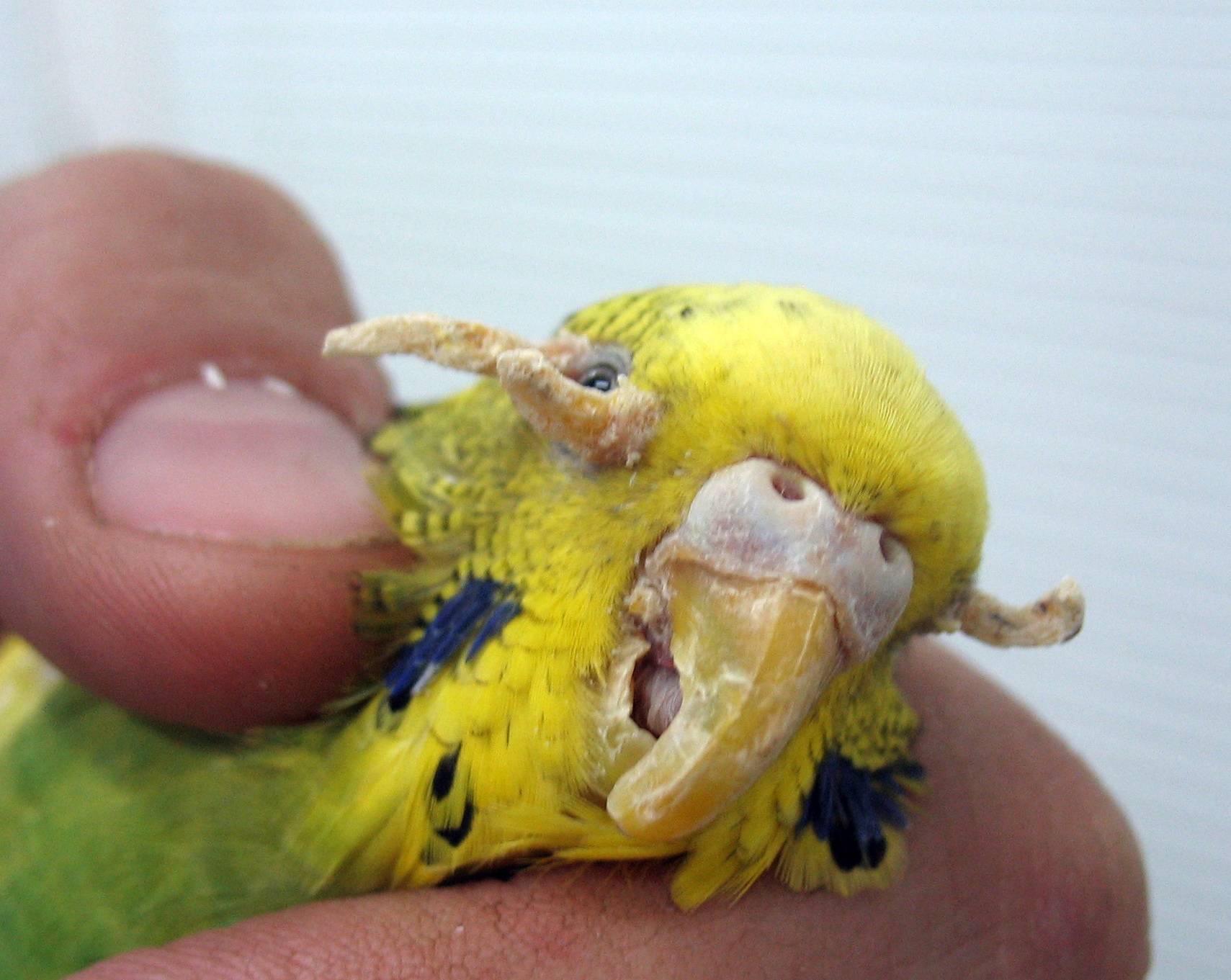 Чесоточный клещ у волнистого попугая: опасность для человека, как выглядит паразит, как вылечить птицу