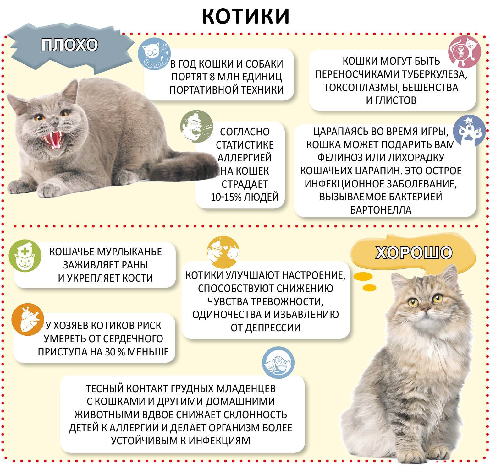 Как часто нужно глистогонить кошку? лямблиоз и токсоплазмоз.