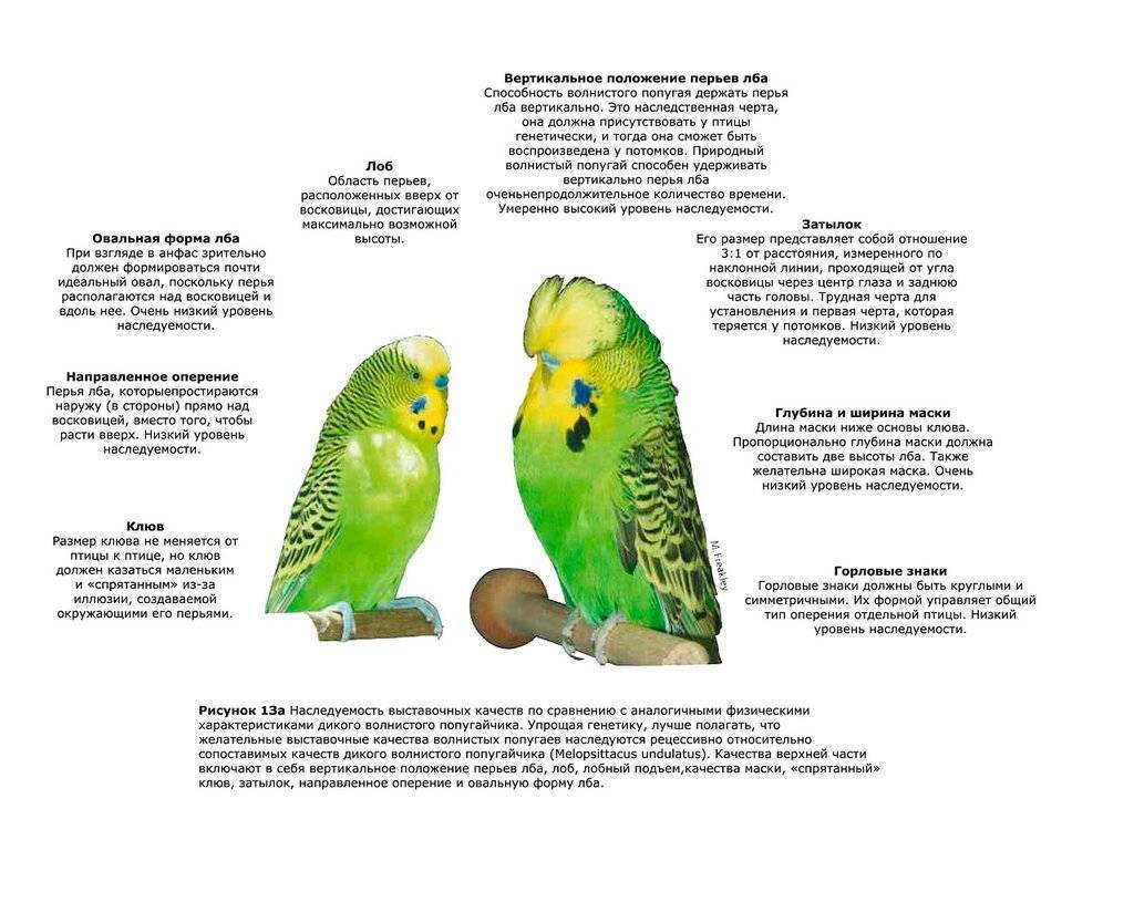 Пол волнистого попугая: как различить самка от самки