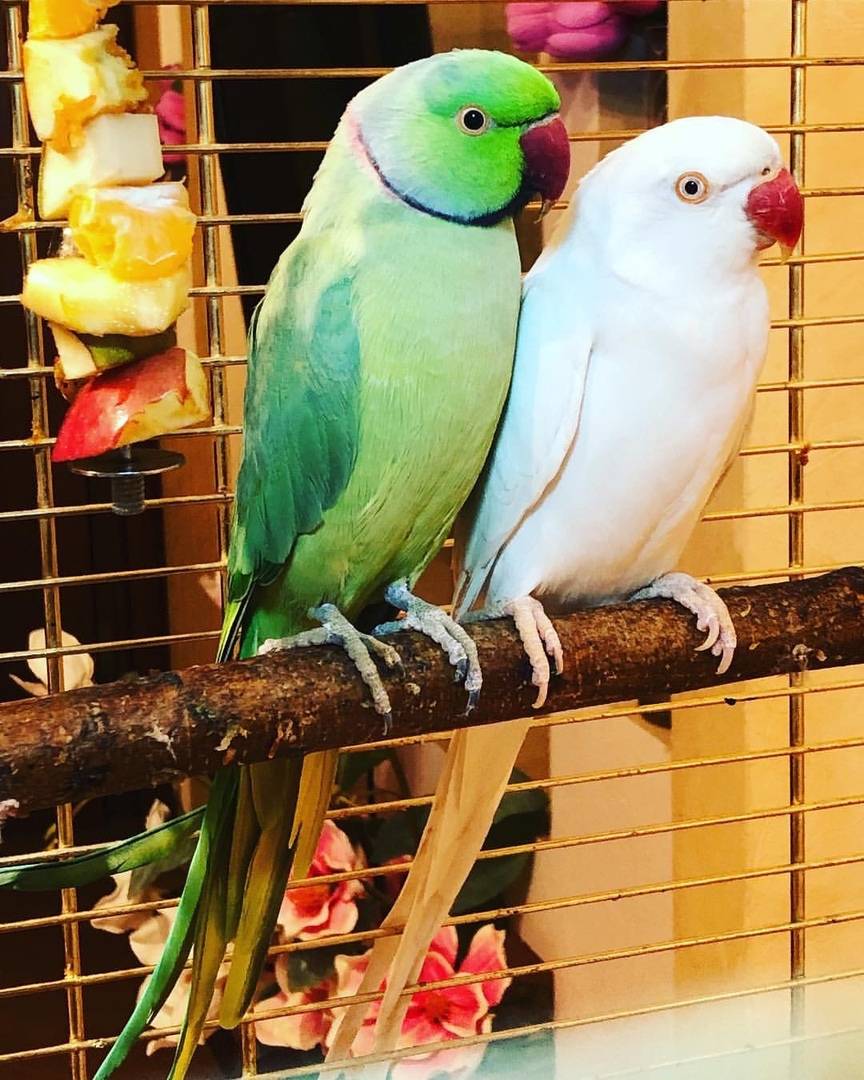 Ожереловый попугай — продолжительность жизни