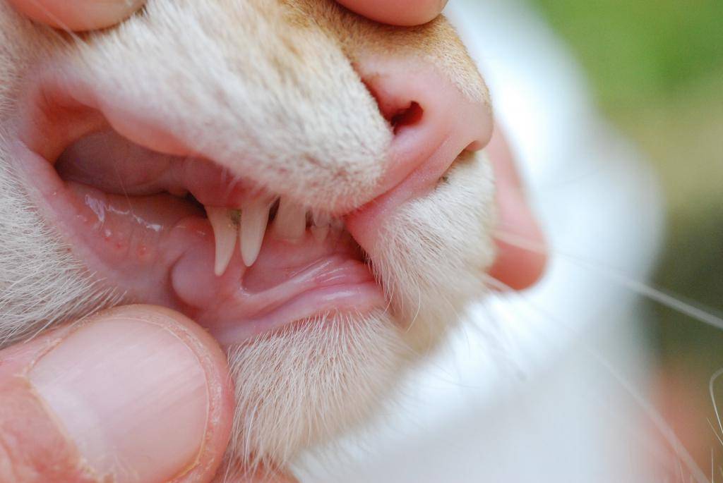 Стоматит у кошек: причины, симптомы, диагностика, лечение и прогноз, профилактика | блог ветклиники "беланта"