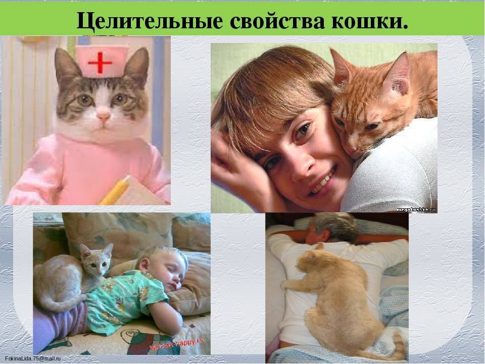 Какие болезни лечат кошки у человека