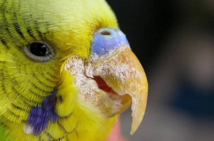 Почему попугай постоянно открывает клюв | болезни попугаев
почему попугай постоянно открывает клюв | болезни попугаевболезни попугаев