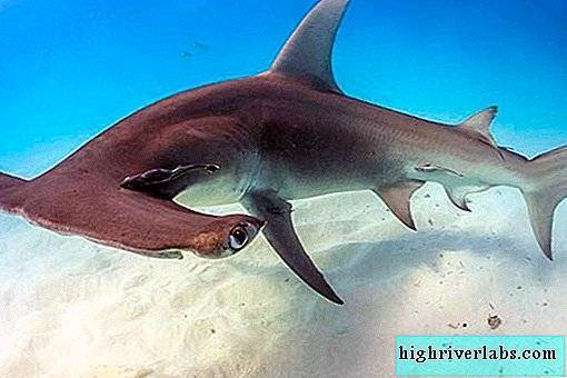 Акула-молот: фото, описание, питание и размножение, занимательные факты :: syl.ru