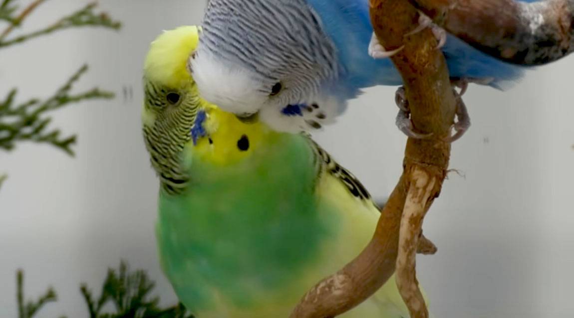 Как ухаживать за попугаями при содержании в домашних условиях