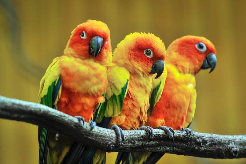 Интересные факты: все, что вы хотели бы знать о попугаях