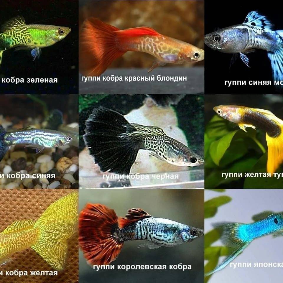 Аквариумная рыбка гуппи: описание, содержание, размножение и фото