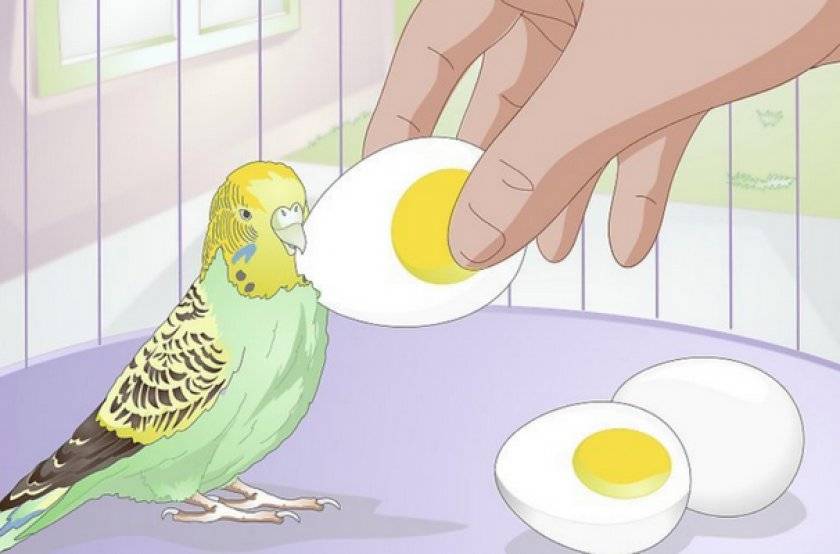Как давать вареное яйцо попугаю волнистому