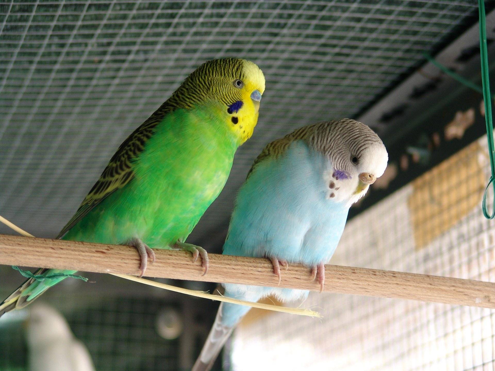 История селекции волнистых попугаев
