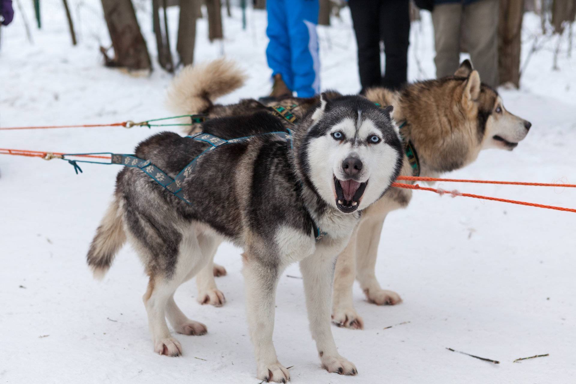 Сибирский хаски: фото, описание породы собак, отзывы и характер