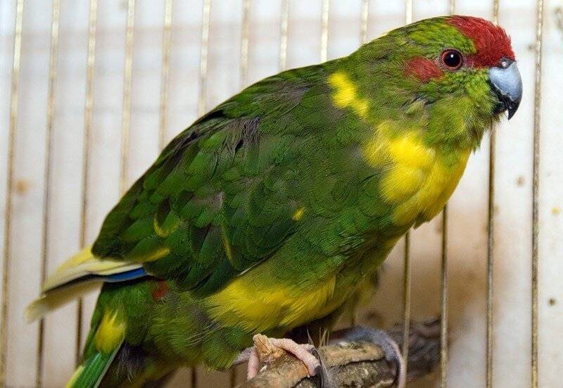 [новое исследование] попугаи какарики (новозеландские): описание, уход , содержание, приручения, разведение и отзывы