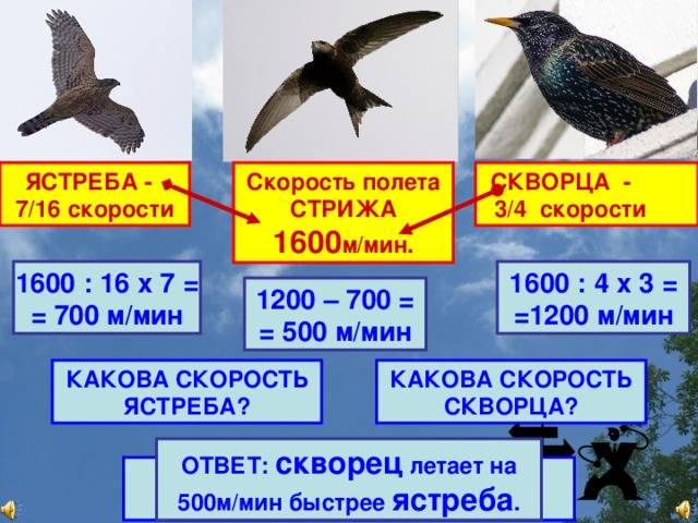 Русские спортивные голуби: разновидности пород, особенности голубеводства