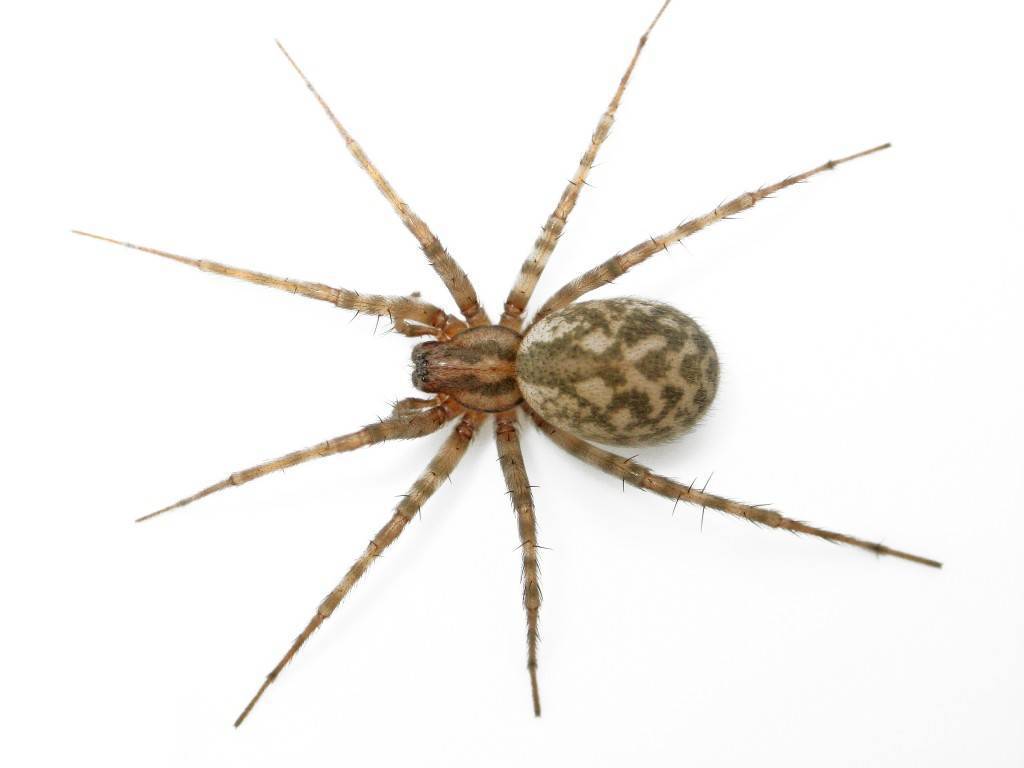 Воронковый паук (травяной) – описание, фото, виды, где обитает