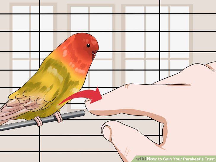 Как приручить волнистого попугая к рукам: самые легкие способы, если он боится