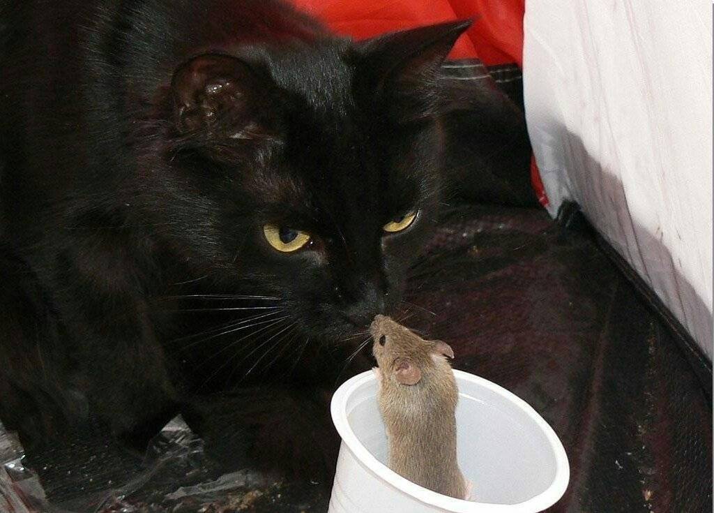 Едят ли кошки мышей и почему