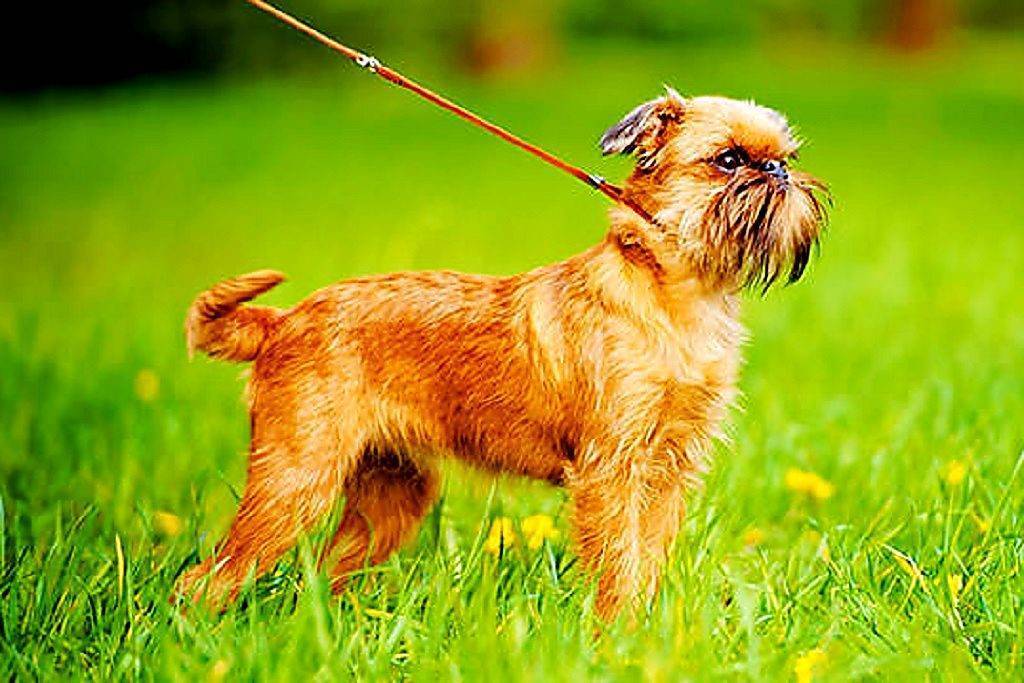Брюссельский гриффон: описание, характер собаки, уход, фото