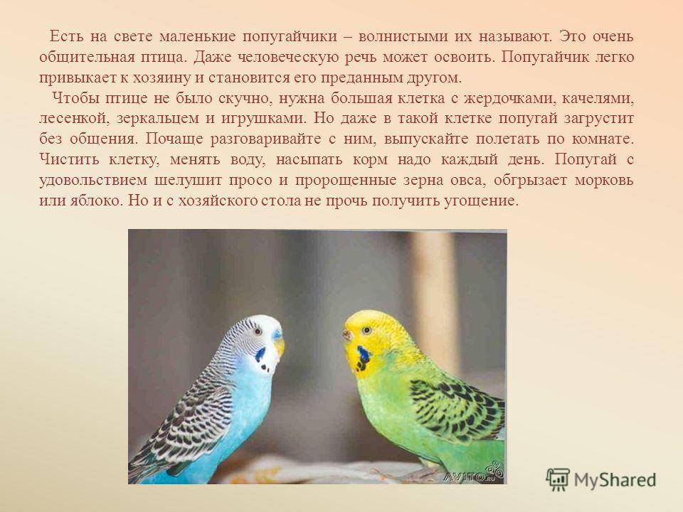 История происхождения волнистых попугаев: родина в дикой природе