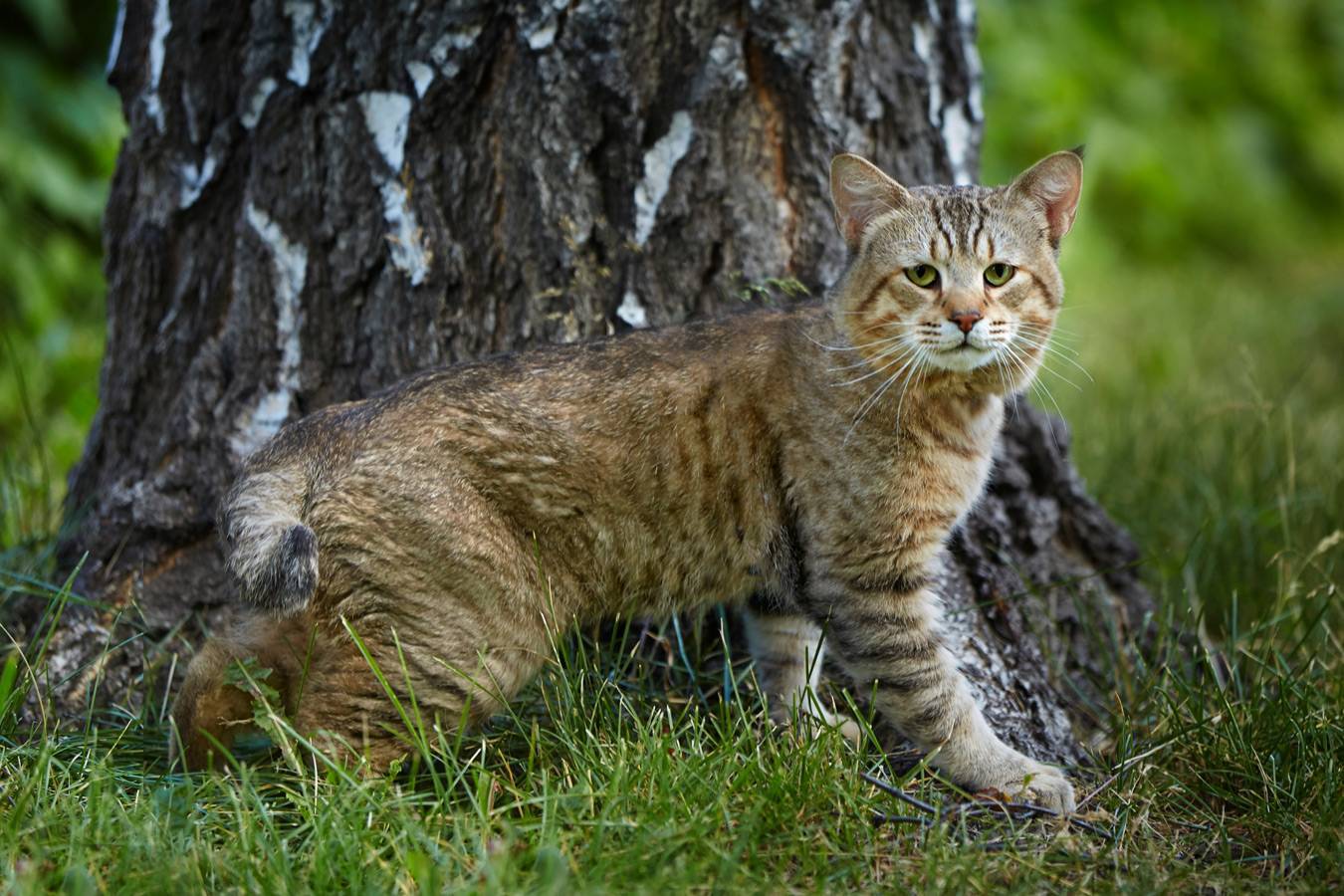 Пиксибоб - описание, характеристика, уход за породой кошек