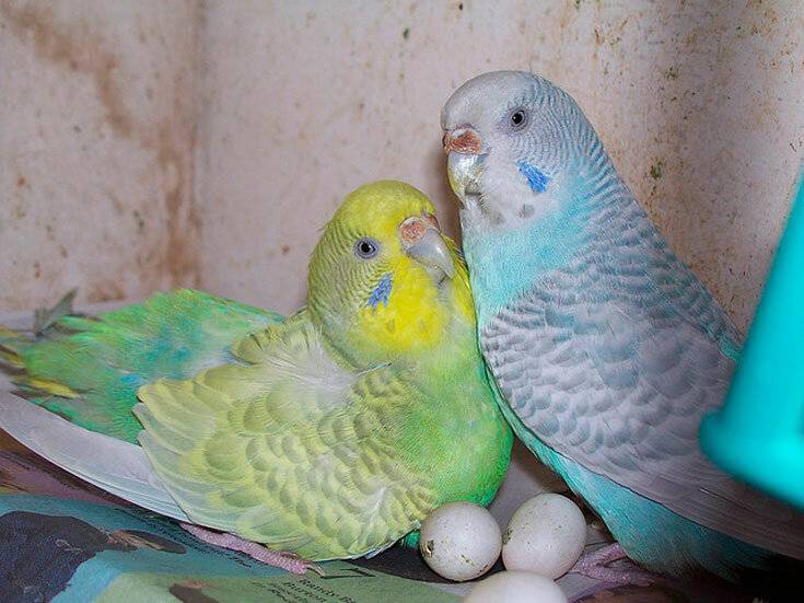 Рекомендации по разведению волнистых попугаев