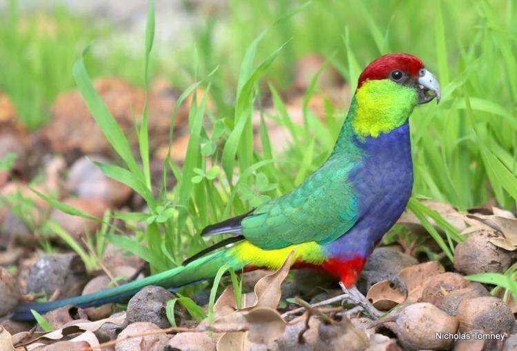 Красношапочный попугай – отличительные черты вида, содержание и разведение диких птиц
