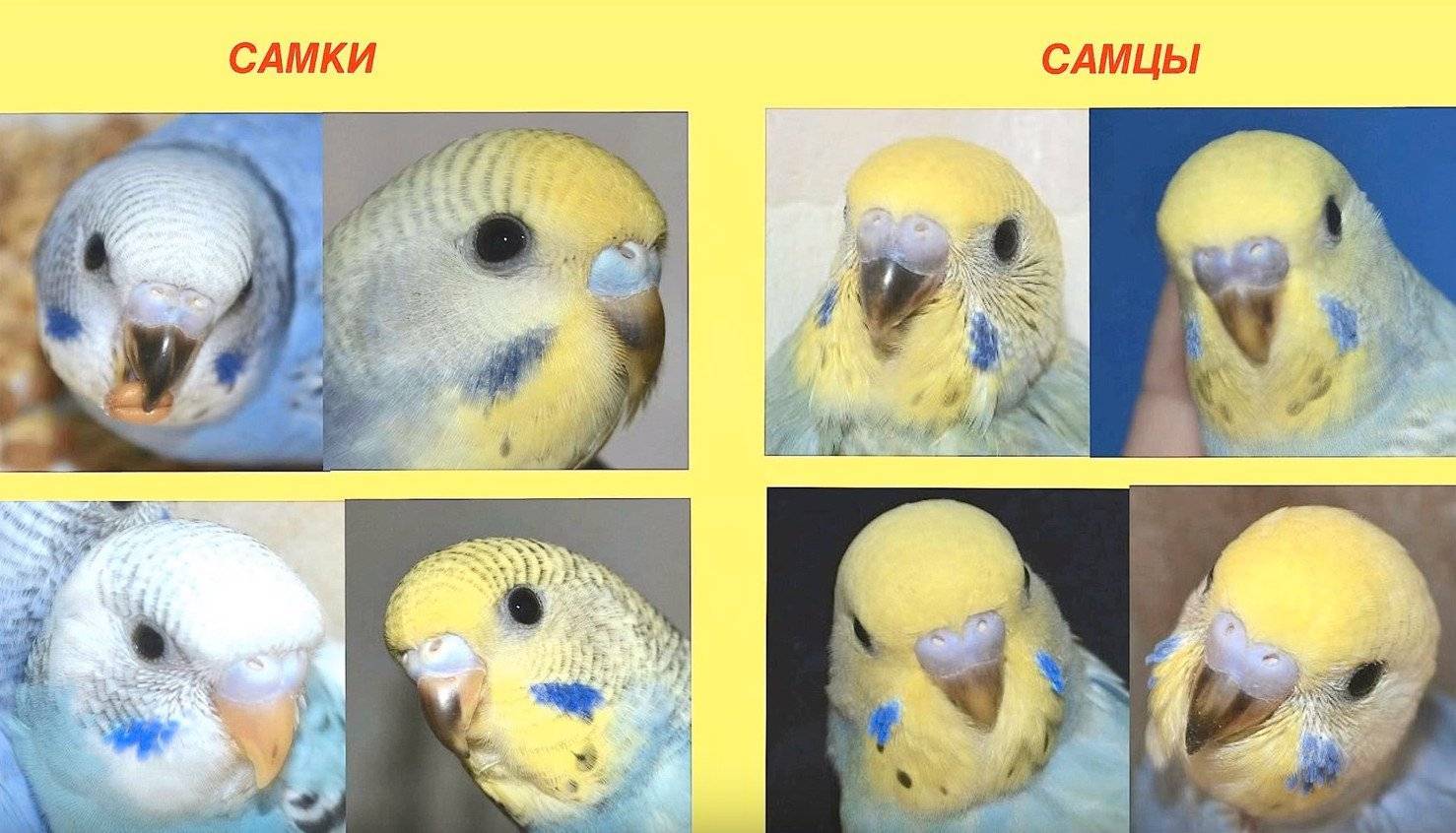 Определение возраста волнистого попугая | как узнать возраст попугайчика
