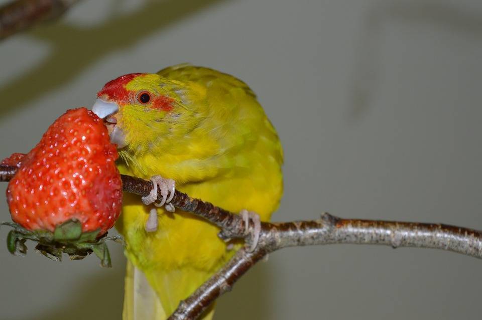 Какие фрукты и овощи можно волнистым попугаям