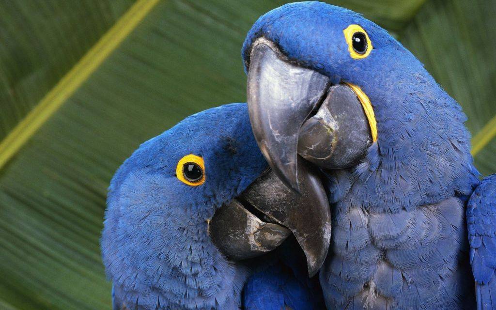 Виды попугаев ара
