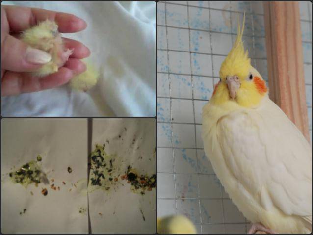 Болезни попугаев корелла симптомы и лечение