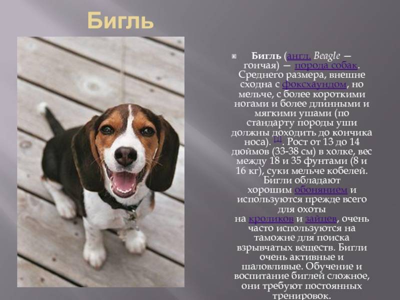 Бигль описание породы: характер собаки, правила воспитание бигля