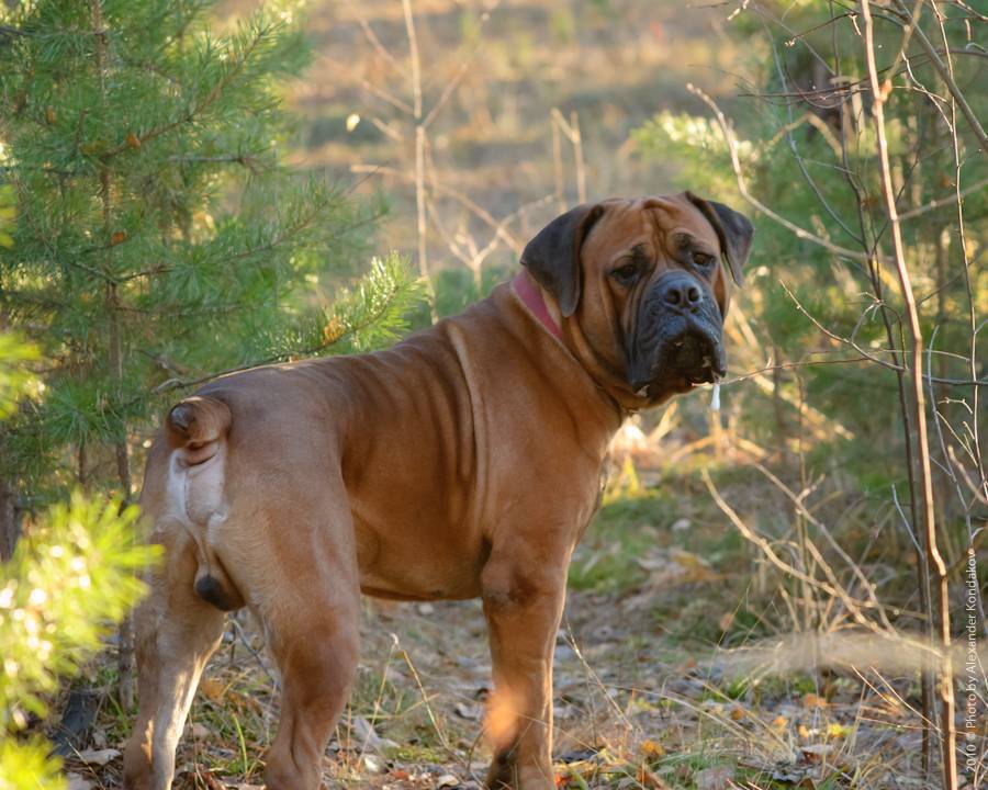Бурбуль: собака африканской породы
