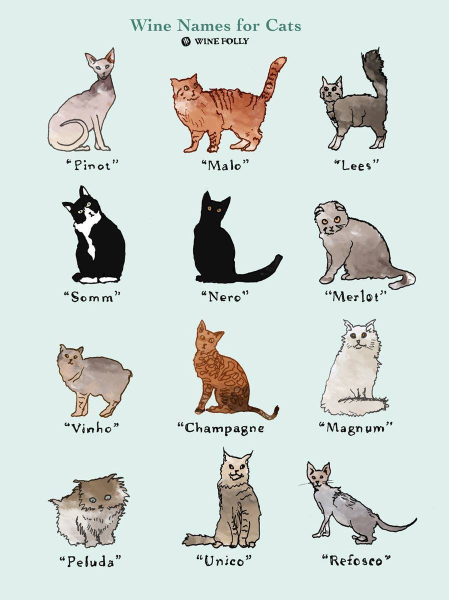 Имена и клички для котов: список популярных названий для котят мальчиков. имена для котов: русские варианты красивых кличек