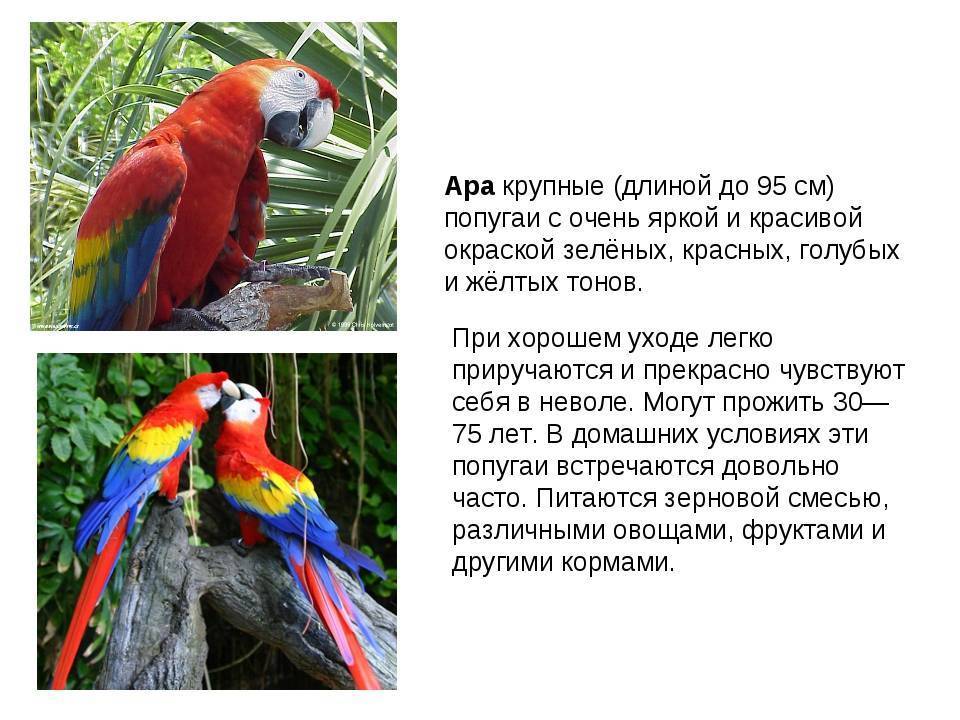 Попугай ара: где обитают, образ жизни, виды, фото, содержание