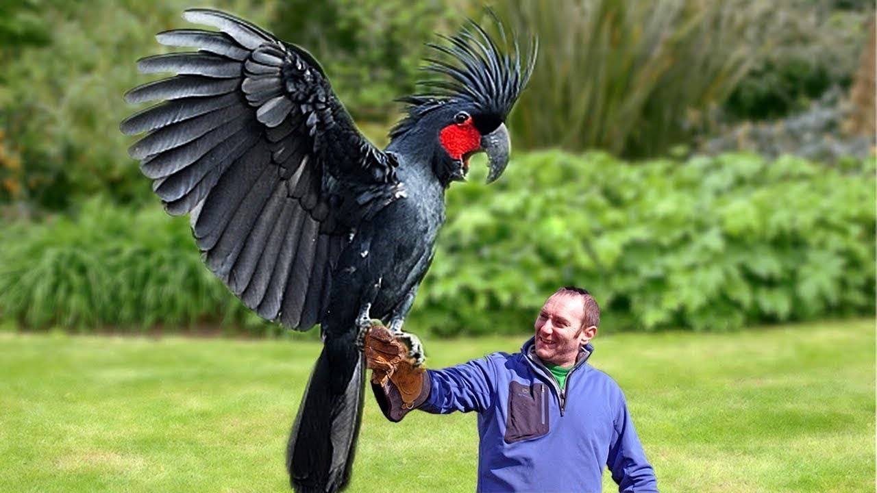 Самый большой попугай