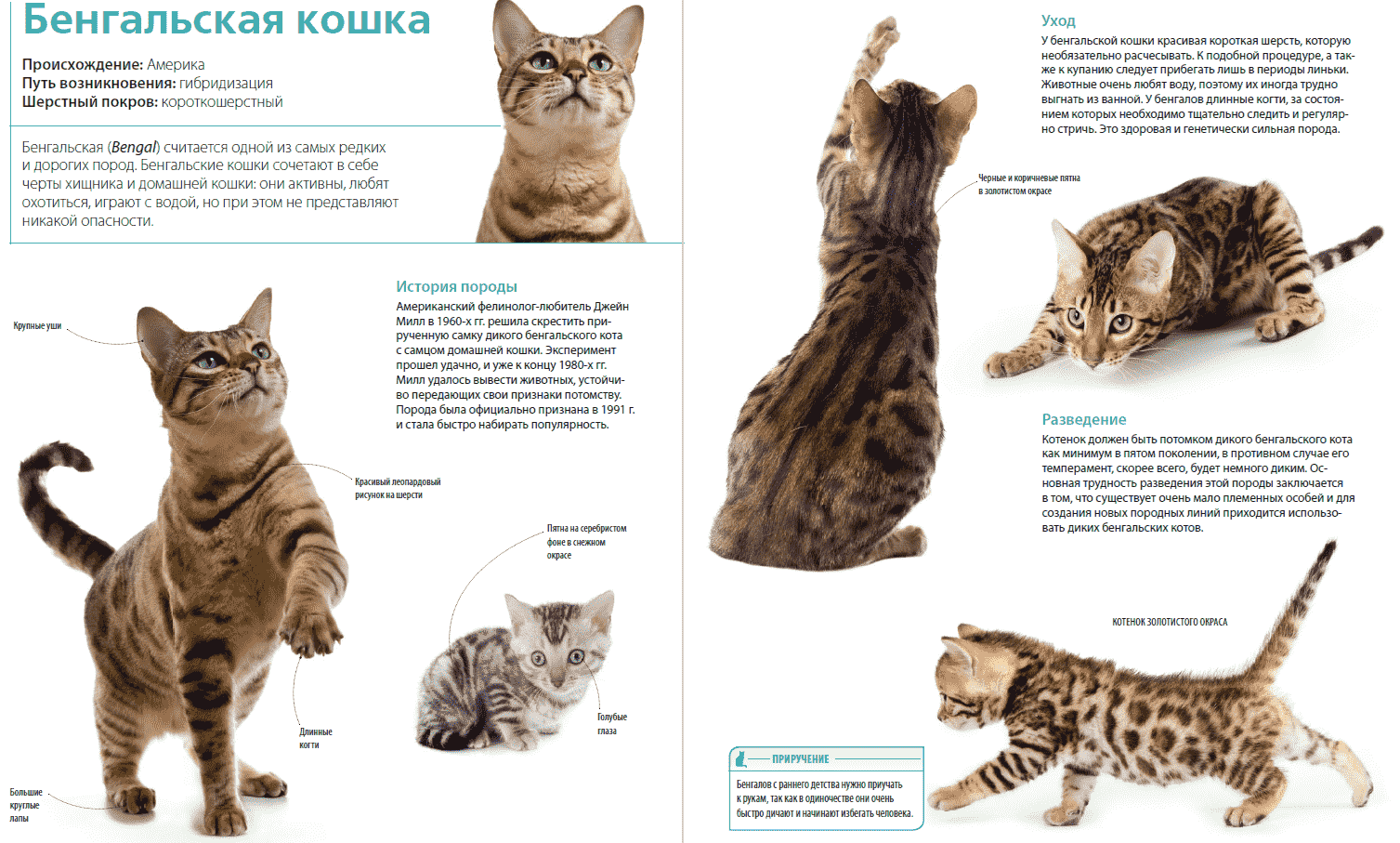 Бенгальские кошки: фото, описание породы, особенности характера и стоимость котенка