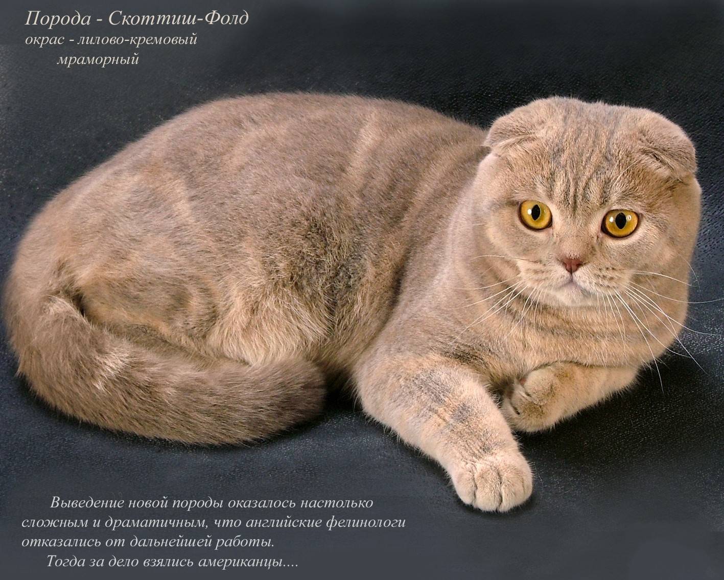 ᐉ хайленд фолд - описание пород котов - ➡ motildazoo.ru