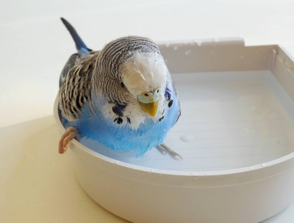 (обновлено) купалка для попугаев (волнистых, корелл, неразлучников, жако) своими руками: как сделать, установить и как приучить птицу