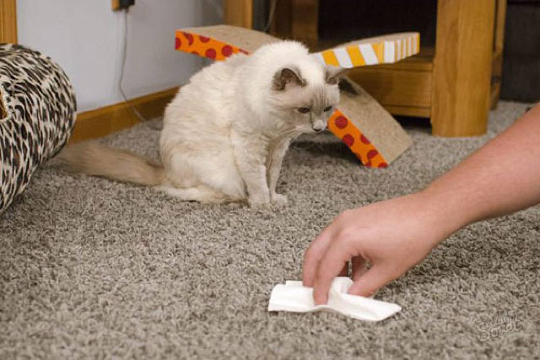 Кошка и кот все метит в доме: советы, что делать, как отучить и убрать запах