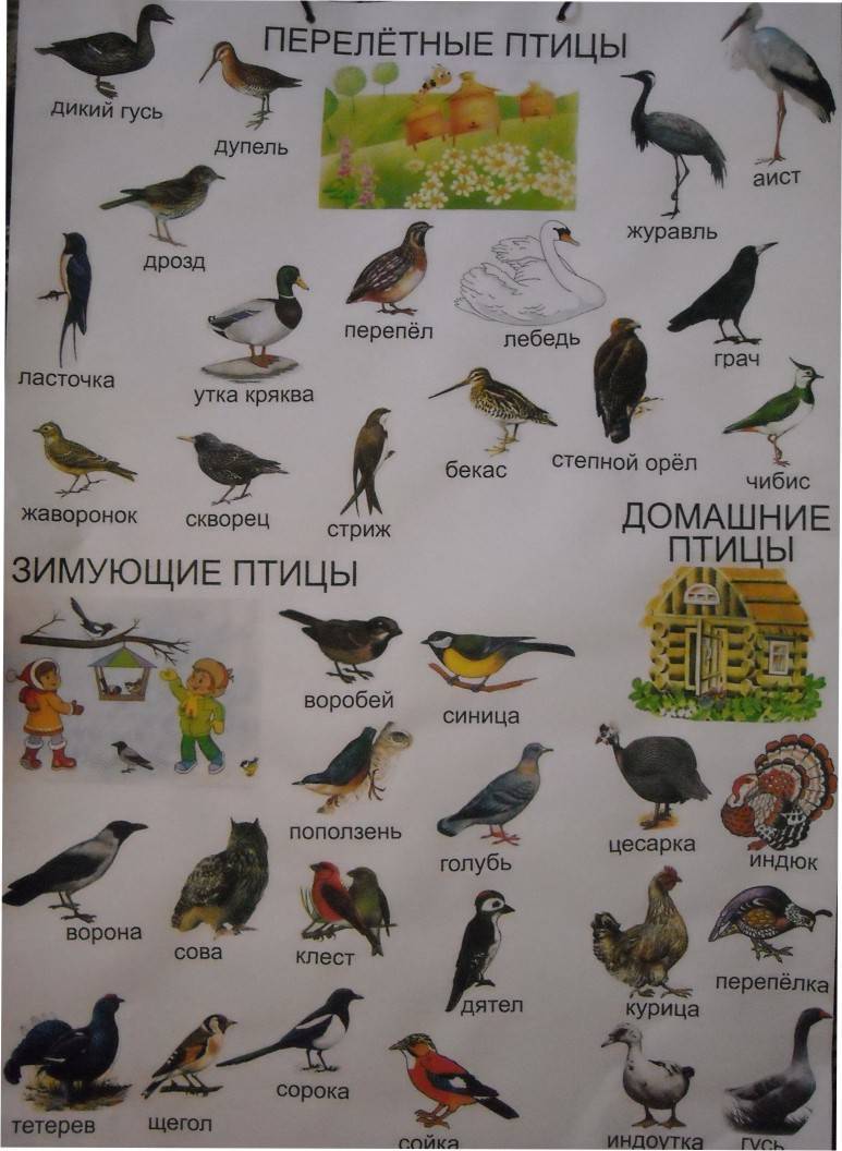Перелетные птицы: список с фото и названиями